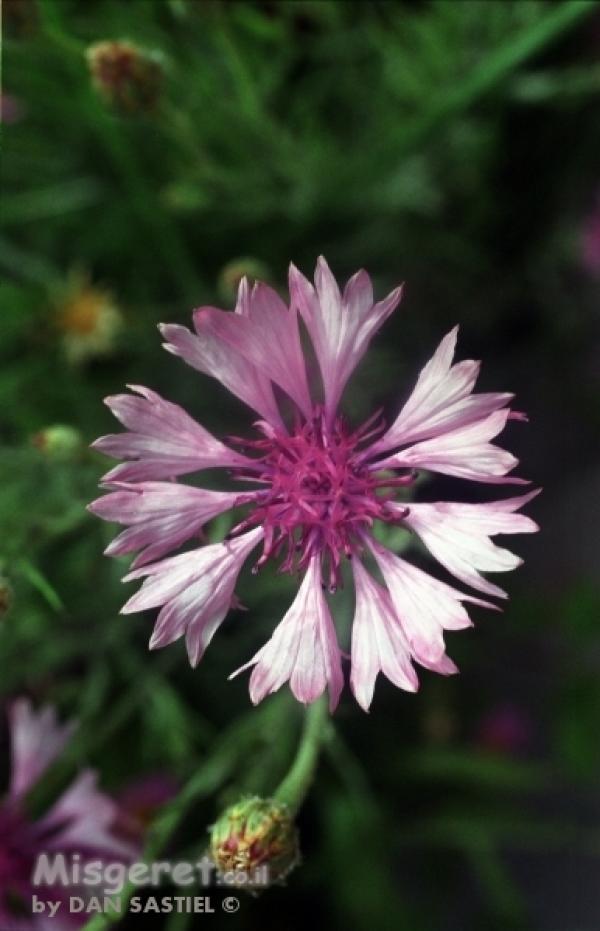 פרחים ועלים