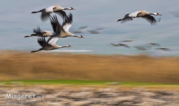 אגמון החולה