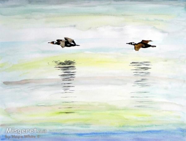 שקיעות, חופים,סירות, צפרים ובר