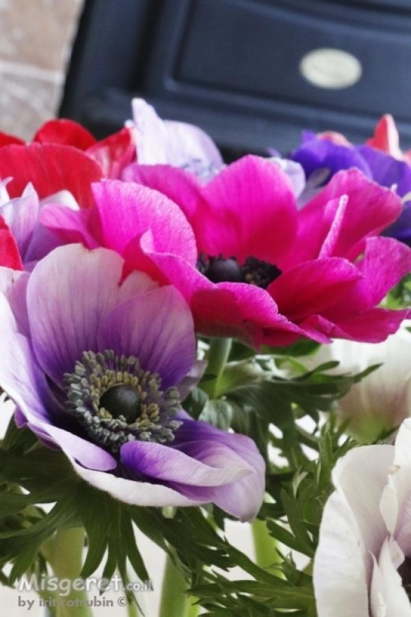 כלניות ורוד סגול 