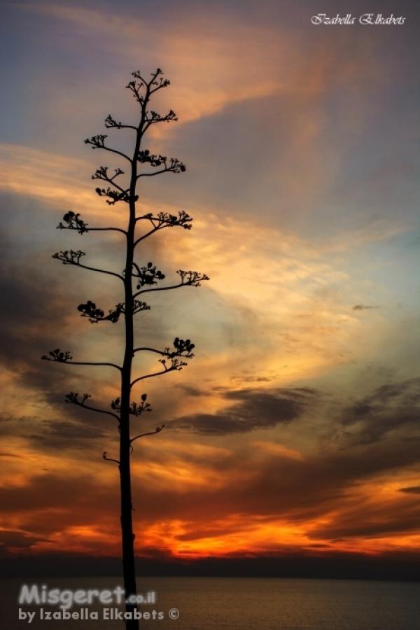 זריחות ושקיעות