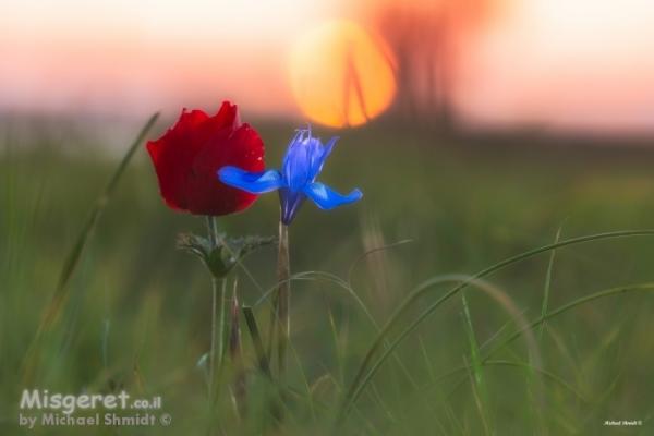 פרחים וצומח בארצנו היפה
