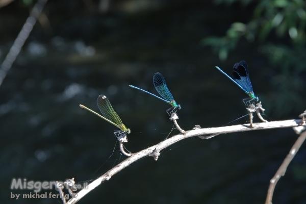 חרקים...ויפים..