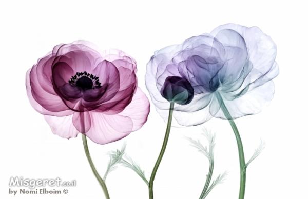 איורים דיגיטלים 3