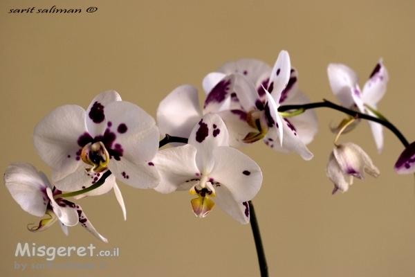 פרחים אומנותי