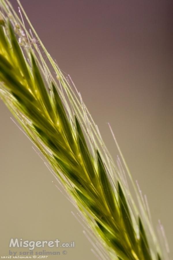 הפרטים הקטנים של הטבע