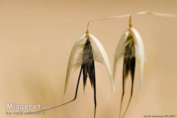 הפרטים הקטנים של הטבע