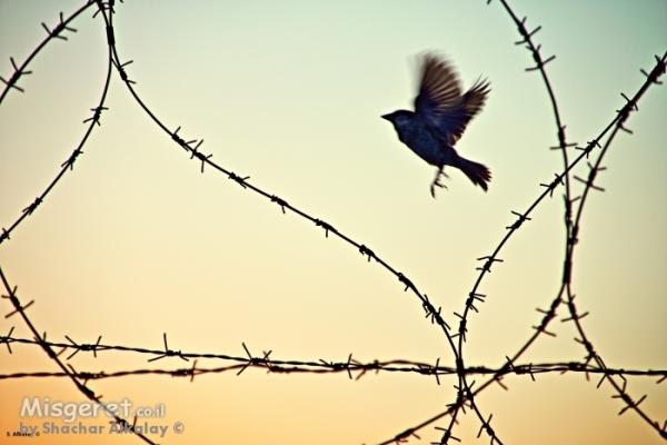 ציפורים ועופות
