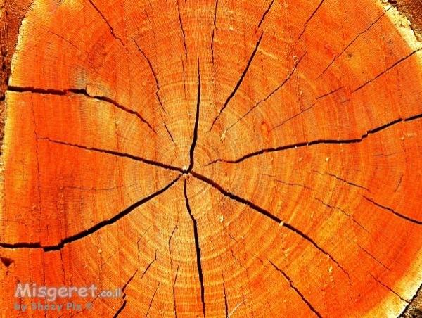 עץ ,עצים , אבסטקרט ועוד . .