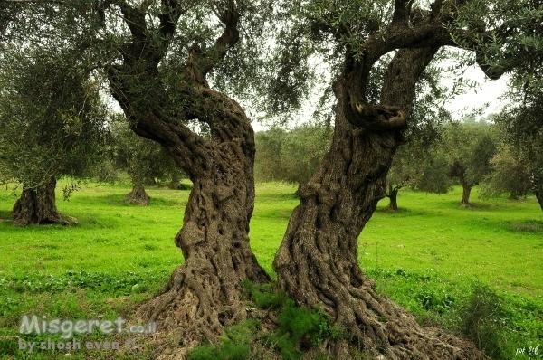 טבע דומם