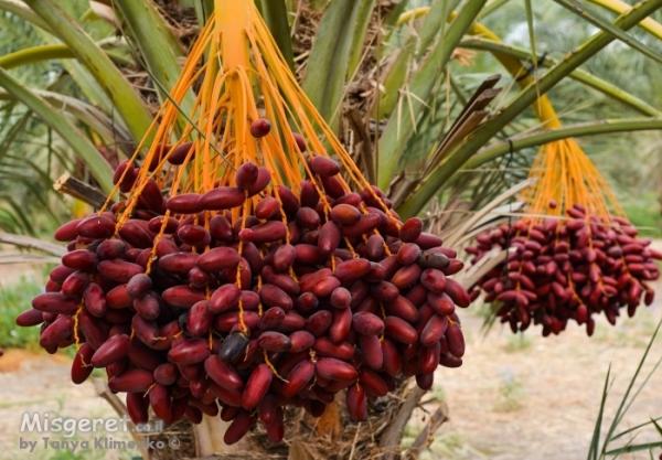 יבול ותבואה