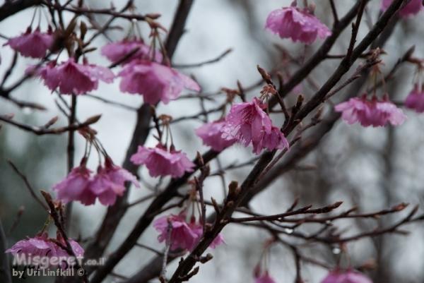 אביב ופריחה  Spring and blosso