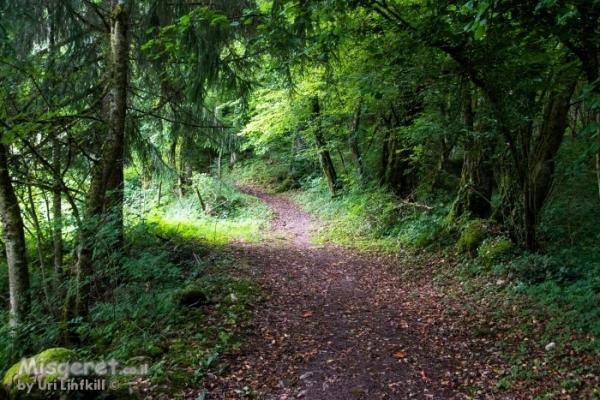 טבע דומם  still life