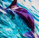 תמונה של דולפין | תמונות