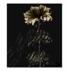 תמונה של פרח שחור 3 | תמונות