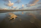 תמונה של קונכיה על חוף  | תמונות