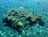 תמונה של אלמוגים | תמונות