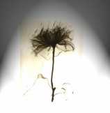 תמונה של פרח שחור | תמונות