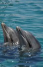 תמונה של דולפינים | תמונות