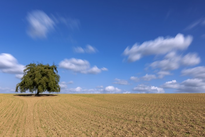 עץ בודד בחשיפה ארוכה