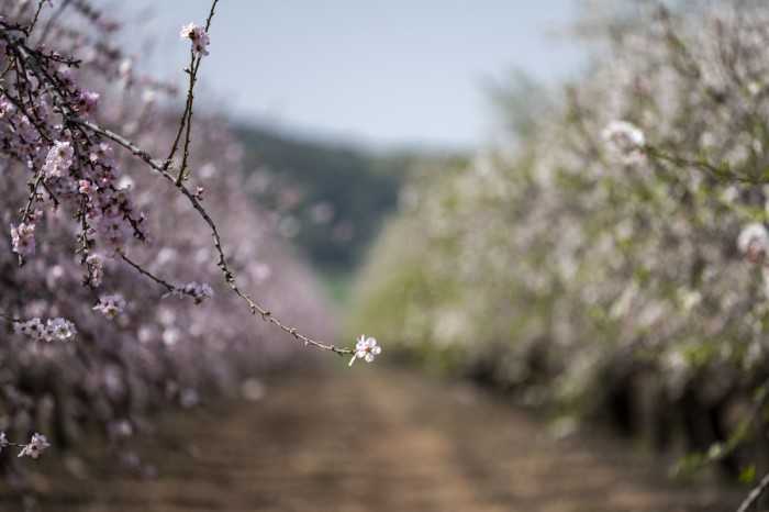 פריחת שקדיות