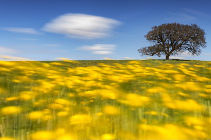 עץ בודד בשדה פרחים
