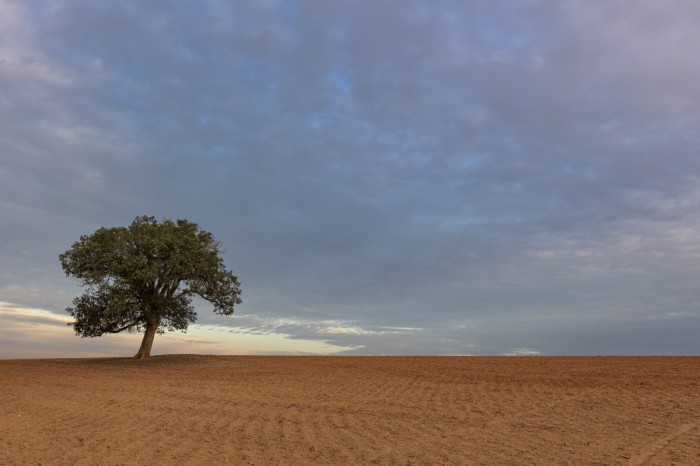 עץ בודד בזריחה