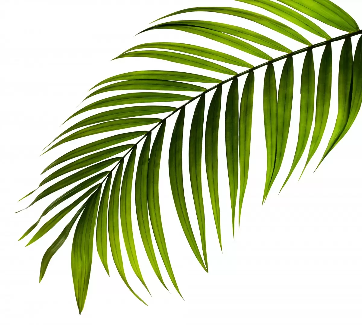 ענף עלים ירוקים מודרני - Artpicked Modern - סלון בסגנון מינימליסטי סטים בסגנון מודרני  - מק''ט: 376353