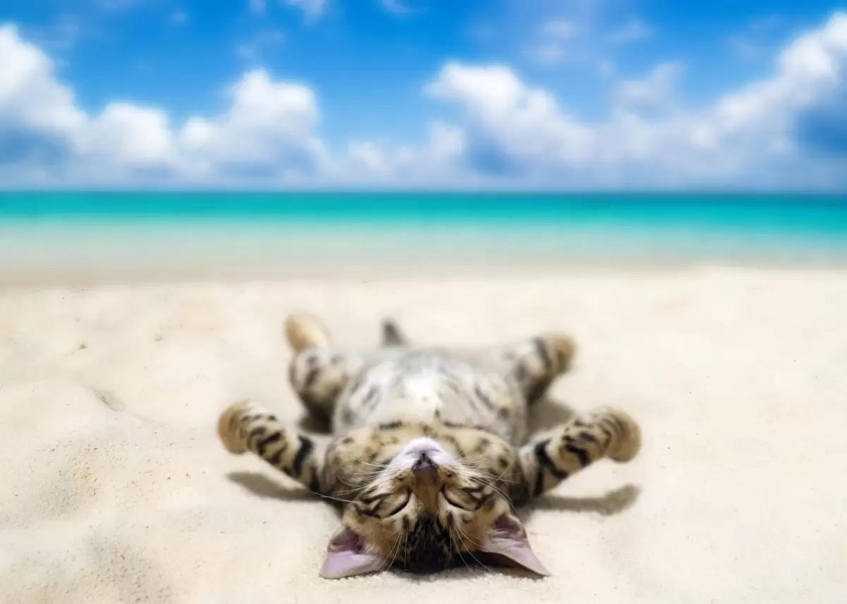 חתול על החוף  - Clara Zack -  - מק''ט: 375396
