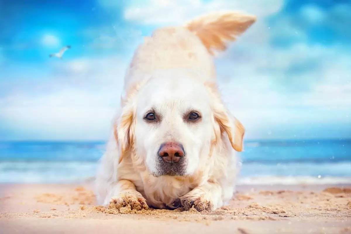 כלב על החוף  - Clara Zack - תמונות לחדרי ילדים  - מק''ט: 375403
