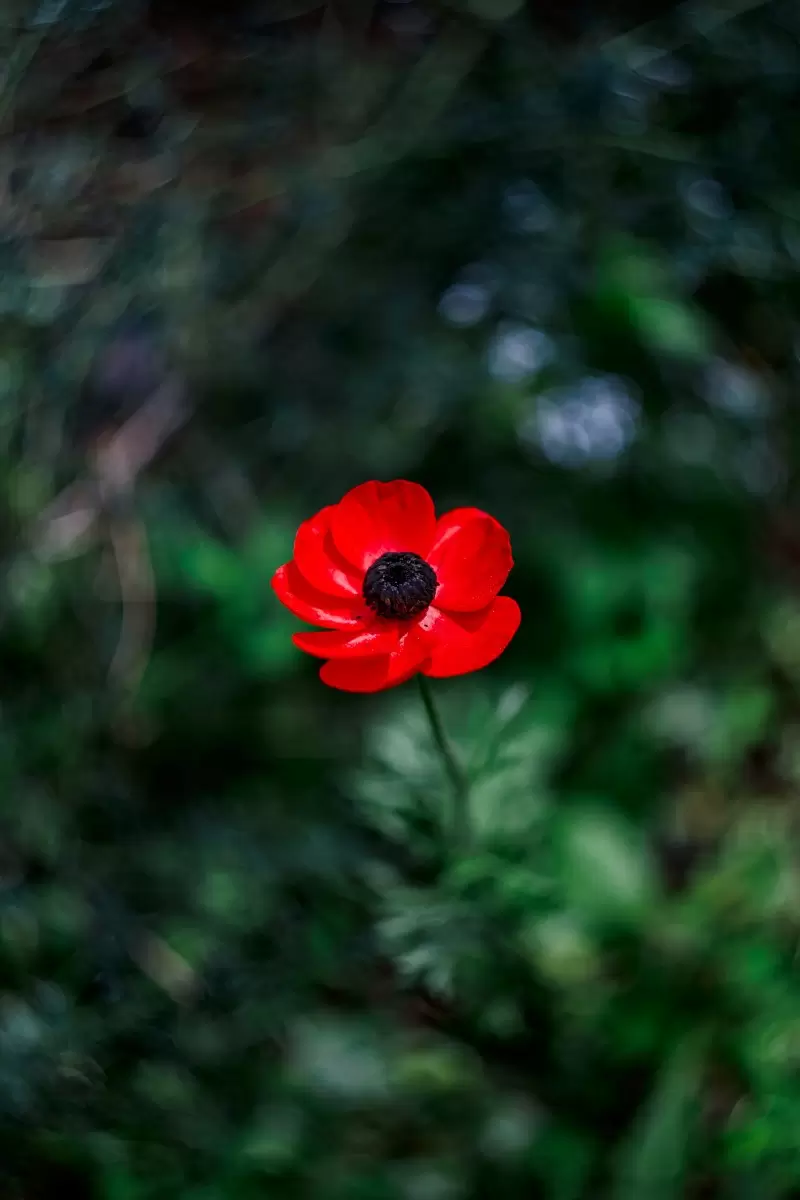 פרח אביב - יבגני זלבקוב - צילומים  - מק''ט: 456243