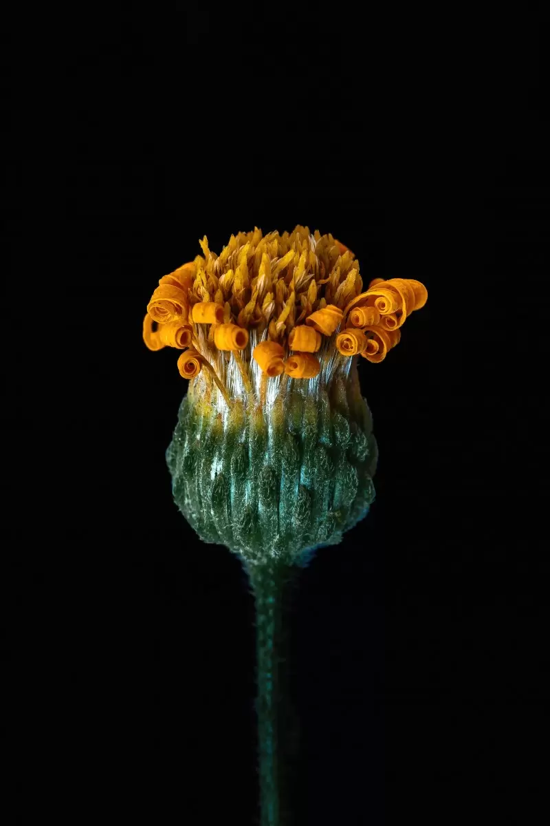 פרח - יבגני זלבקוב - צילומים  - מק''ט: 457401
