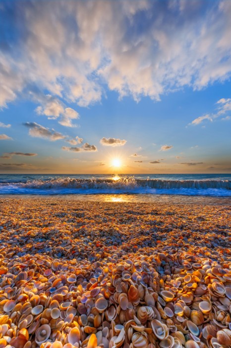 צדפים ושקיעה