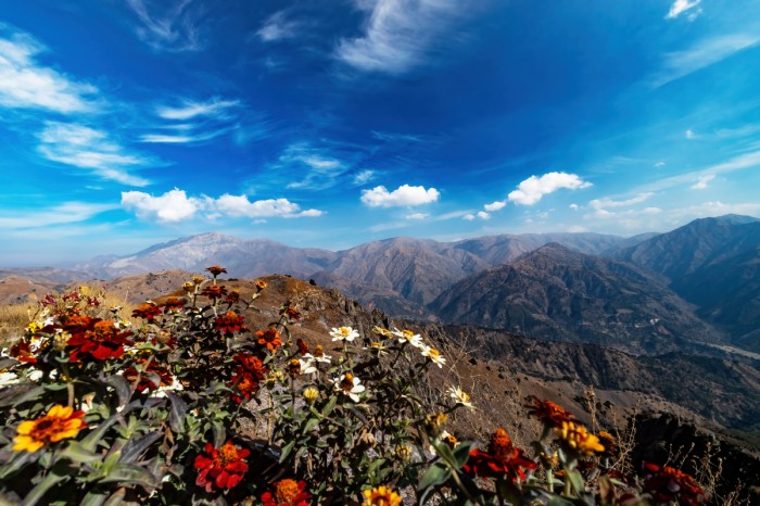 פרחים בהרים