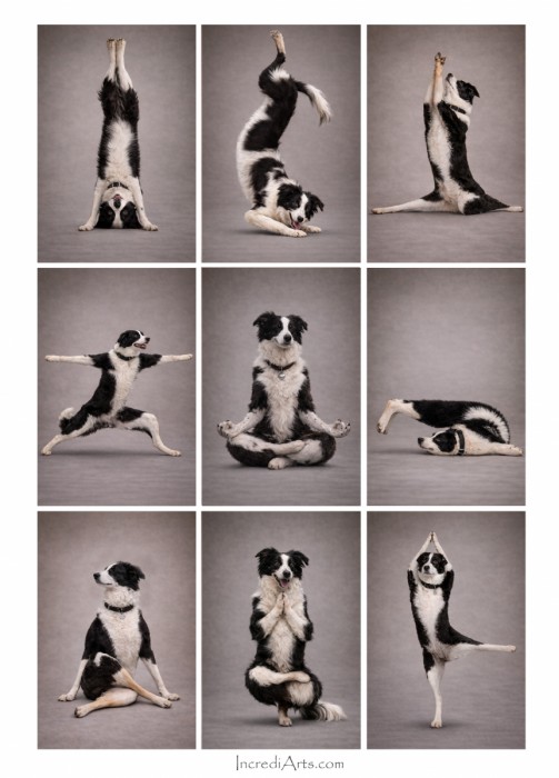 יוגה לכלבים