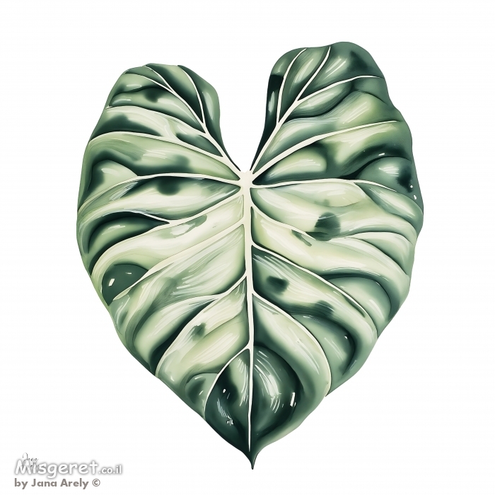 קלדיום ביקולור 'מוניה'