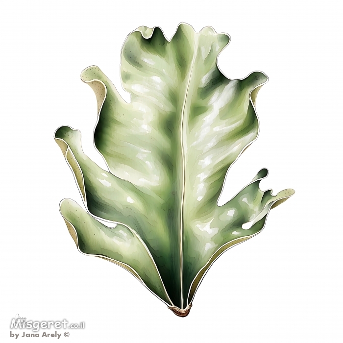 פילודנדרון מפוצל פראי