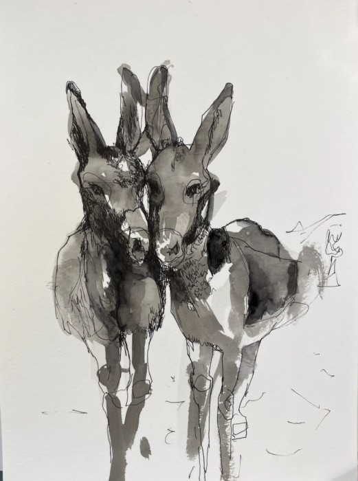 זוג חמורים דיו