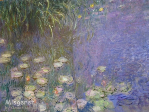 חבצלות מים  water lilies