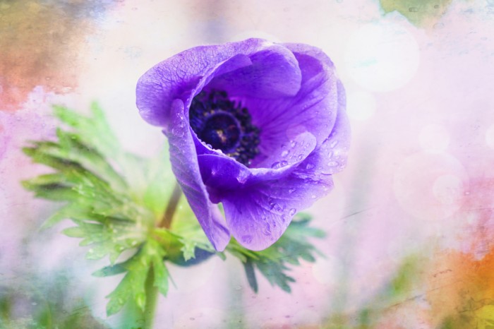 כלנית סגולה