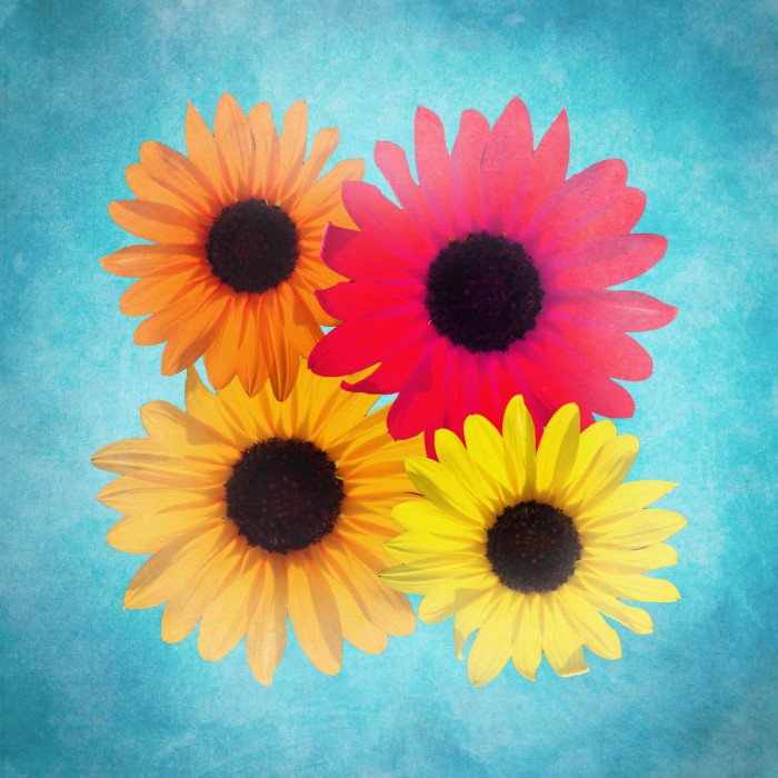 זר חמניות צבעוניות