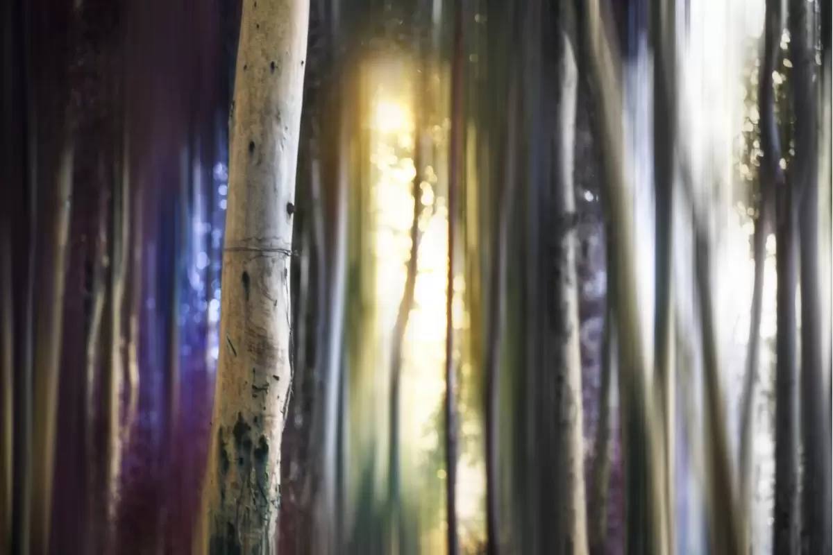 ביער צבעים בין העצים - משה (מוזס) בנסון - תמונות אווירה אבסטרקט פרחוני ובוטני תמונות בחלקים  - מק''ט: 438083