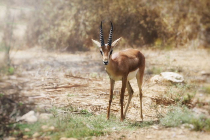 הצבי ישראל