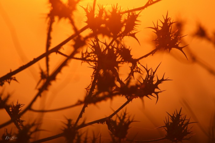 קוצים בשקיעה
