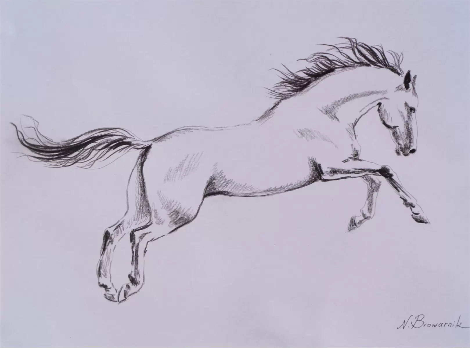 סוס לבן - נטליה ברברניק - איור רישום בשחור ולבן  - מק''ט: 330491