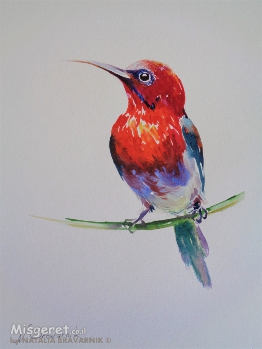 ציפור אדומה