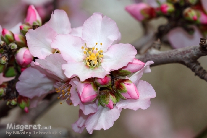 פריחת השקדיה