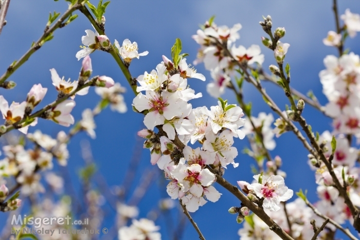 פריחת השקדיה