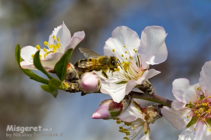 פריחת השקדיה