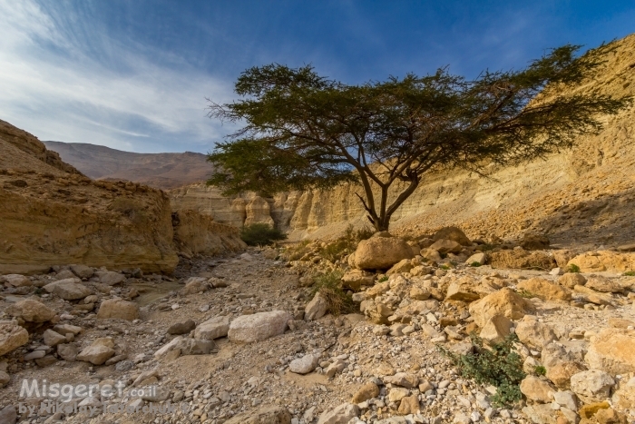 wadi Zohar